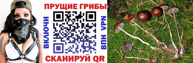 даркнет сайт  Никольское  Псилоцибиновые грибы Cubensis 